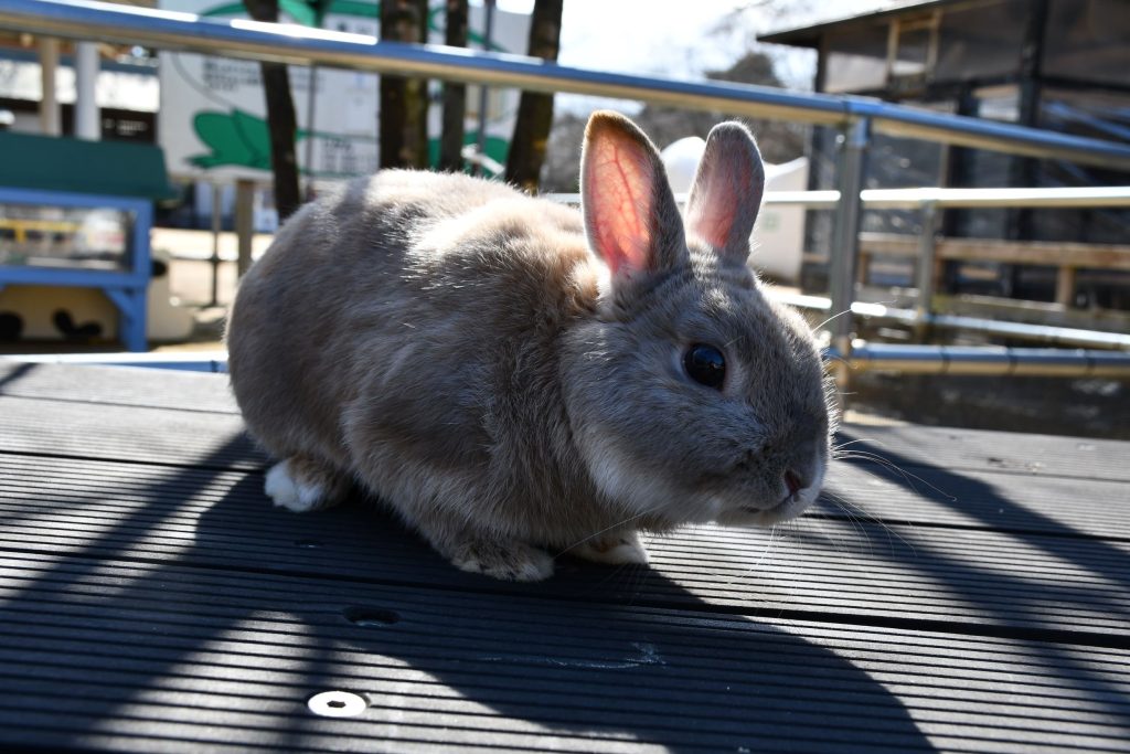 ふれあい広場はじまりました。